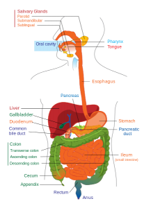 433px-Digestive_system_diagram_edit.svg