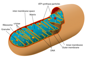 582px-Animal_mitochondrion_diagram_en.svg