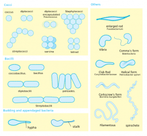 649px-Bacterial_morphology_diagram.svg