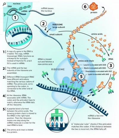 protein synthesis | Mr Cartlidge's Science Blog